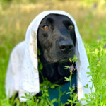 Gäller att hålla huvudet kallt