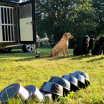 Stor flock = måånga matskålar