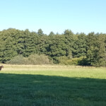 En lite annorlunda bild av djur i såten.