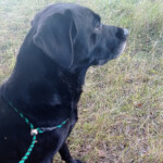 Teal 11,5 år orkade vara med på ett par såtar