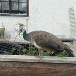 Ej apporteringsbar ;)